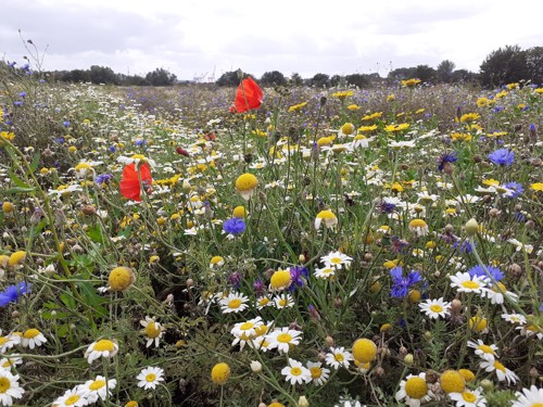 Rimrose Valley wildflower meadow