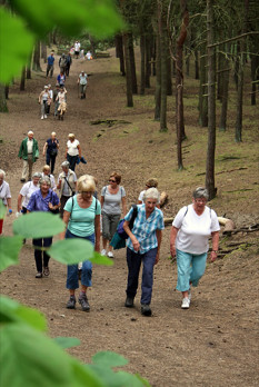 Decorative Image of people walking Through Formby Pine Woods