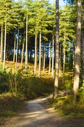 Decorative Image of Ainsdale Dunes