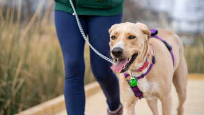 A dog on a lead