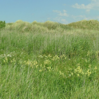 Hightown Dunes and Meadows