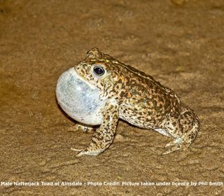 Male Natterjack Toad at Ainsdale - Photo Credit: Picture taken under licence by Phil Smith